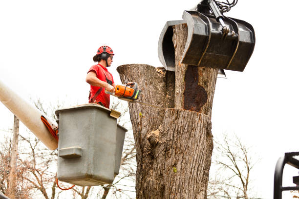 Leaf Removal in Kamas, UT